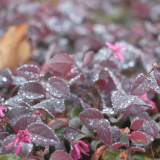 未来一周以阴雨雪天气为主 今晚起有一次低温雨雪冰冻过程
