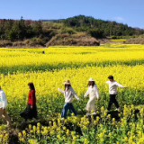 春日限定美景上线 金色花海带火乡村游