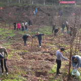 鹤城区开展2026年全民义务植树活动 植绿添彩共建美丽家园