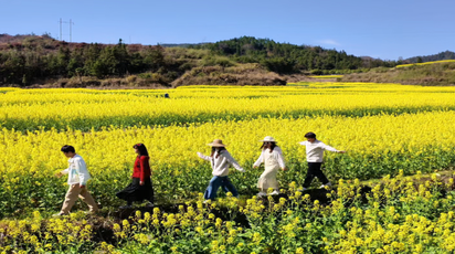 春日限定美景上线 金色花海带火乡村游