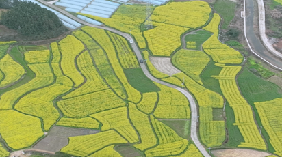 鹤城区：百亩油菜花盛放 绘就乡村田园新画卷