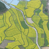 鹤城区：百亩油菜花盛放 绘就乡村田园新画卷