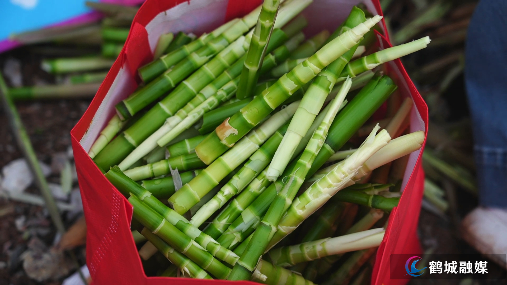 春日挖笋寻野趣 黄岩竹笋采摘成乡村旅游新亮点.mp4_000111.732.jpg