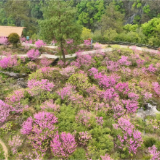 鹤城区：高山崖壁紫荆花开 灿若云霞