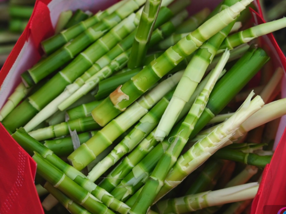 春日挖笋寻野趣 黄岩竹笋采摘成乡村旅游新亮点