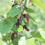 鹤城区：桑葚满枝头 采摘正当时