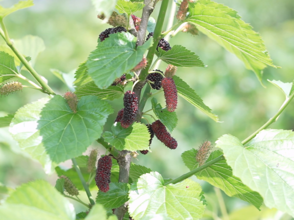 鹤城区：桑葚满枝头 采摘正当时