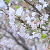 樱花盛放似“白色海洋” 满园春色醉游人