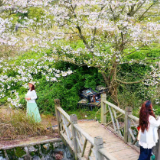 樱花绽放正当时 乡村旅游添活力