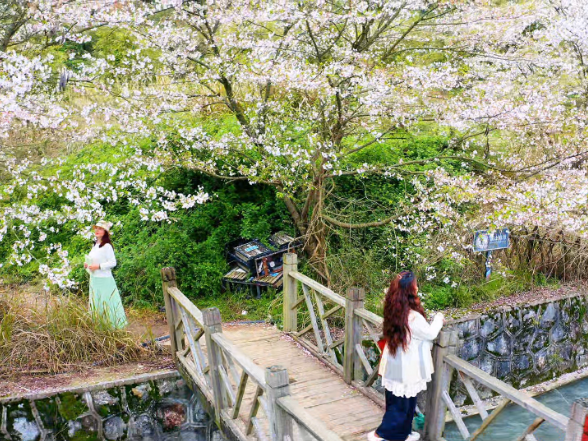 樱花绽放正当时 乡村旅游添活力