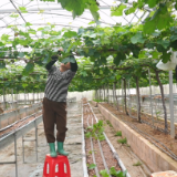 怀化金龙果业：全力推进水果生产期精细化管理