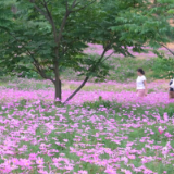 鹤城区:城市公园花海出圈 扮靓城市宜居底色