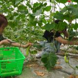 建果生态农业:优质蔬菜进入集中采摘期
