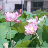 鹤城区:盘活闲置资源 荷塘美景点亮城郊夏日