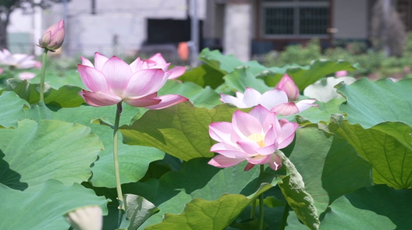 鹤城区：盘活闲置资源 荷塘美景点亮城郊夏日