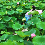 怀化市鹤城区：凤坪村荷花盛放 近郊邂逅夏日荷塘美景
