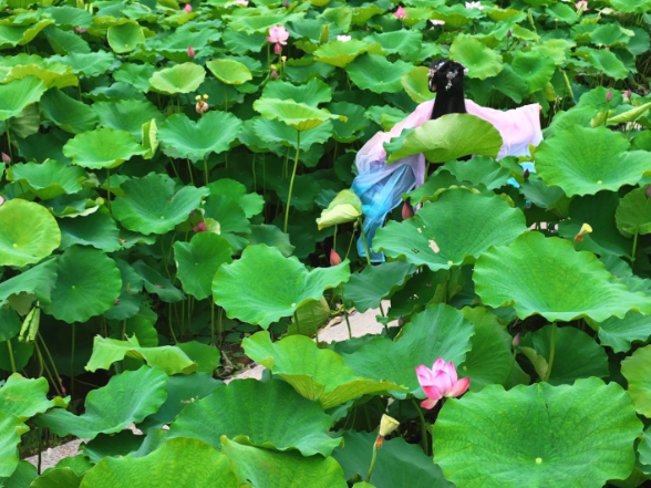 怀化市鹤城区：凤坪村荷花盛放 近郊邂逅夏日荷塘美景