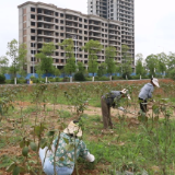 鹤城:闲置土地“披绿装” 120亩荒地变果园