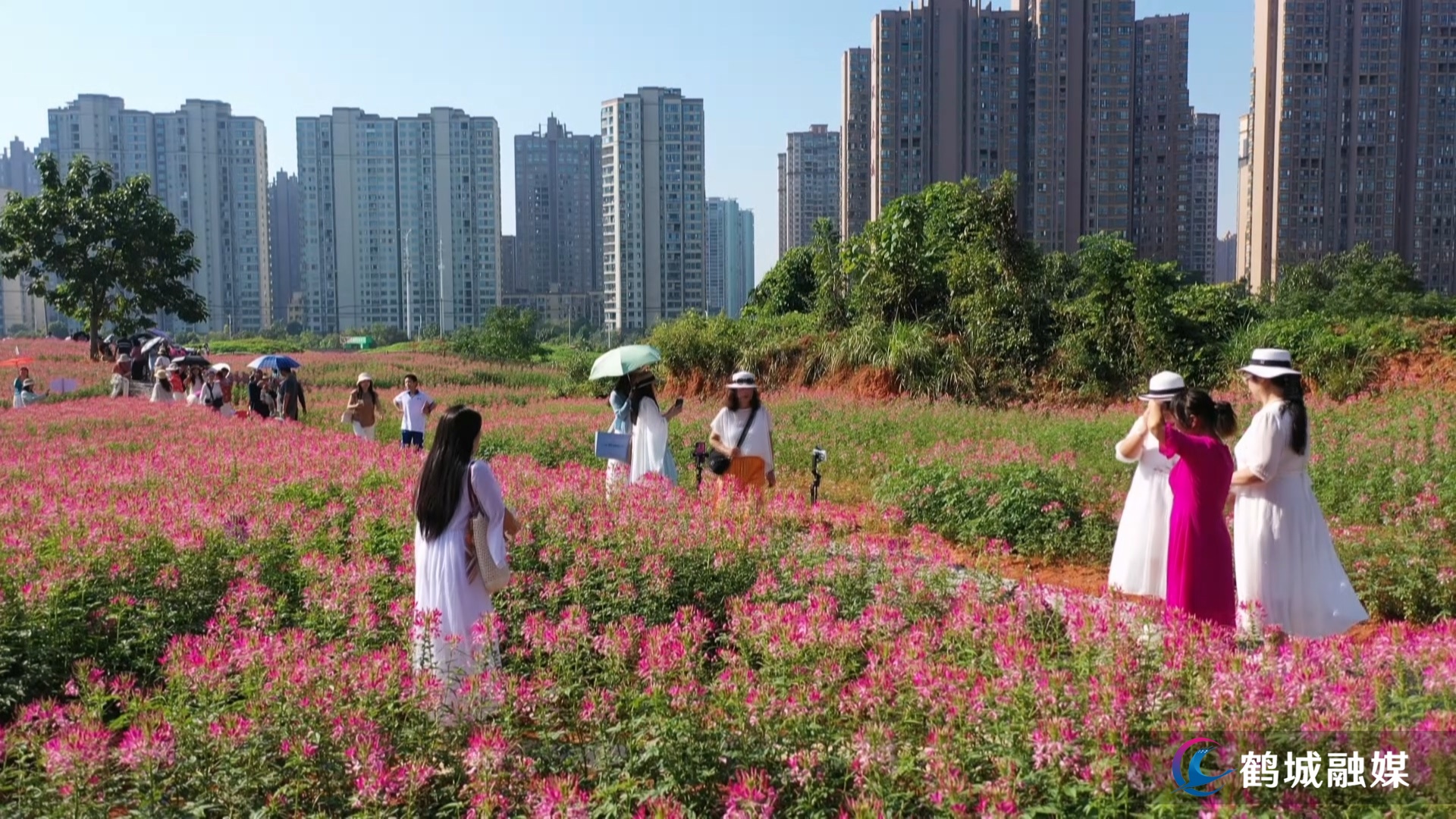 黄古园小游园花海盛放 家门口邂逅秋日浪漫..mp4_20260914_160453.146.jpg 黄古园小游园花海盛放 家门口邂逅秋日浪漫..mp4_20260914_160453.146.jpg