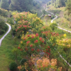 市人民公园栾树花开 市民尽享秋日美景