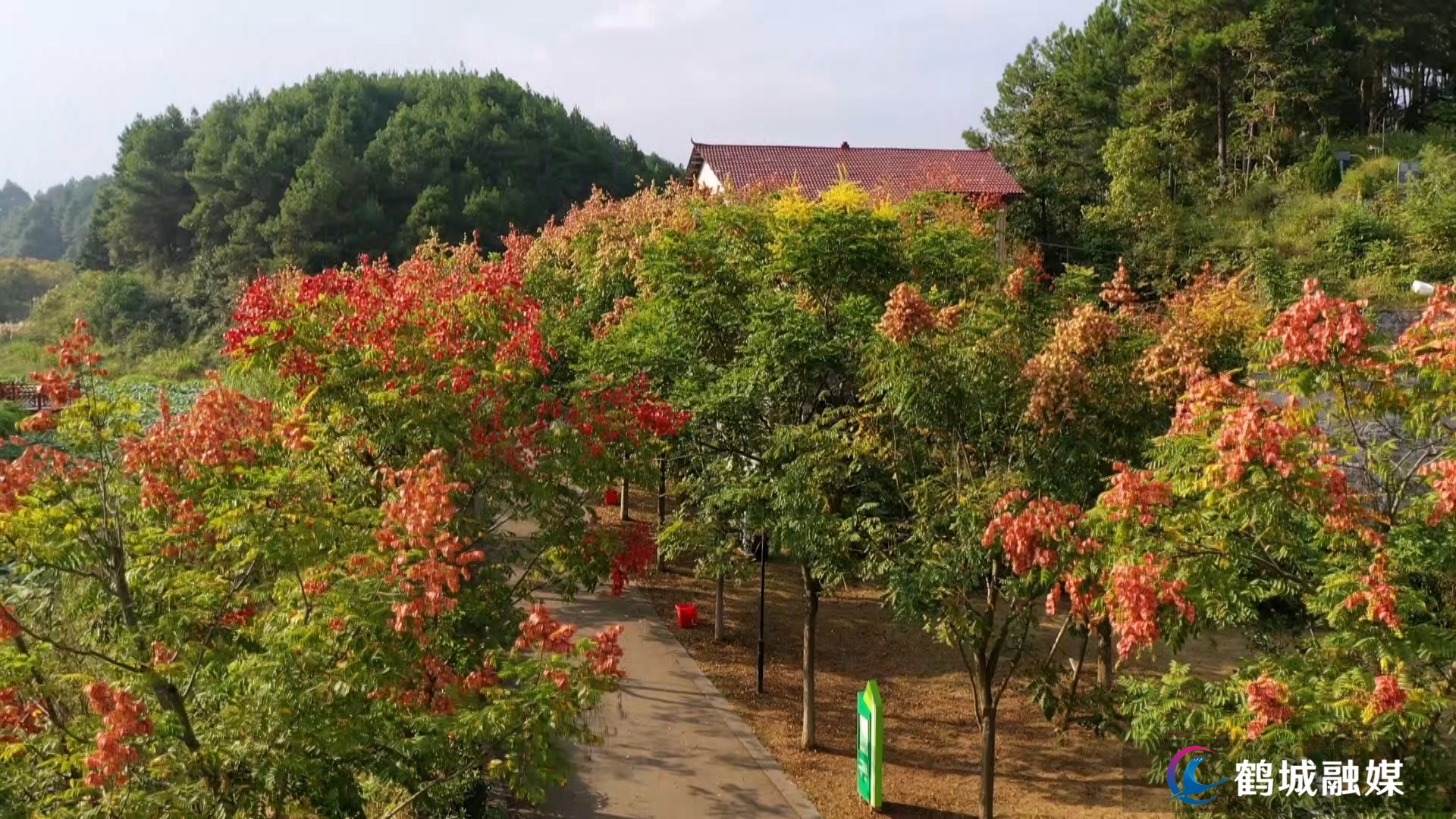 栾树花开满庭芳 人民公园秋日景致怡人.mp4_20260918_125659.002.jpg 栾树花开满庭芳 人民公园秋日景致怡人.mp4_20260918_125659.002.jpg