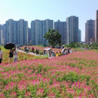 花海扮靓鹤城 花间经济激活城市休闲新活力