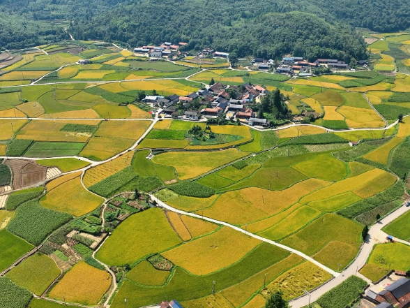 大坪村：金秋稻田美如画