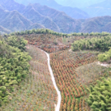 鹤城区：金秋十月 高山水杉林五彩斑斓美不胜