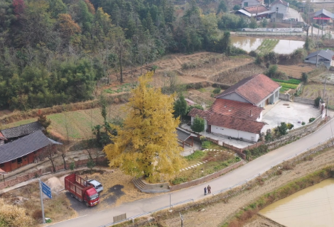 黄岩大坪村：银杏“披金”满初冬