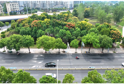 【当好东道主 喜迎第十一届全球湘商大会】 鹤城区：栾树花开秋意浓 扮靓城市美如画