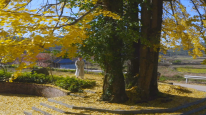 【大美鹤城】黄岩大坪村：古银杏披金迎冬 小众秘境引客来