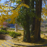 【大美鹤城】黄岩大坪村:古银杏披金迎冬 小众秘境引客来