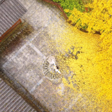 【大美鹤城】鹤城区：银杏古村焕新彩  遍地 “金装” 引客来