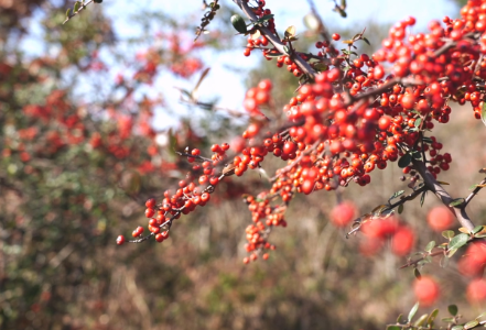 【大美鹤城】 大坪村：火棘映冬景  山间别样红