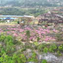 【福地怀化•浪漫季｜大美怀化】  鹤城区：800米高山崖壁 紫荆花开灿若云霞
