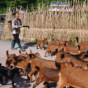 张刚香：自立自强  走出致富“羊”光路