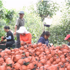 【福地怀化·康养季】 佳惠集团：“鲜”力助农 让果农丰产又增收