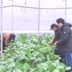 鹤城区：精准防控低温寒潮  护航农作物安全过冬