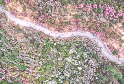 鹤城区：150亩山茶花盛放如“粉色海洋”绘就生态画卷
