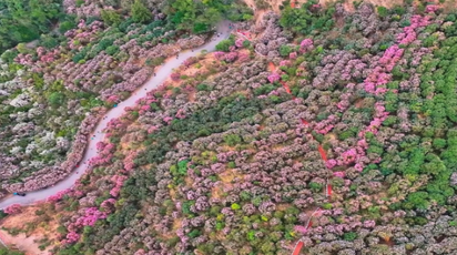 鹤城区：森林公园300亩山茶花绽放引游人踏春赏花