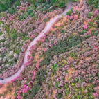鹤城区：森林公园300亩山茶花绽放引游人踏春赏花