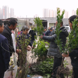 春植正当时 鹤城区果树苗木销售火爆