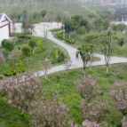 粟裕公园：春风送暖花满枝 樱花盛放醉游人