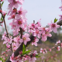 白马村:桃花盛放 春日美景引客来