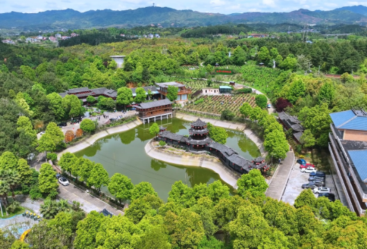 鹤城区：乡村玫瑰园盛放  赴一场春日浪漫之约