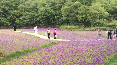 【大美鹤城】人民公园：繁花如约而至  满目清香沁人心
