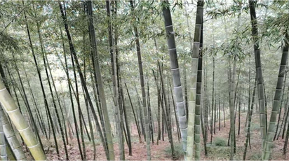 “竹子翻身”记：鹤城区的万亩竹林，将成为“绿色提款机”