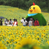 市人民公园向日葵绚烂盛放 金色花海点亮夏日风光