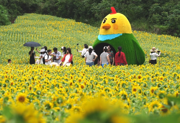 市人民公园向日葵绚烂盛放  金色花海点亮夏日风光