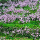 鹤城区: 桃花灼灼 绿草茵茵